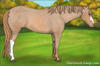 Horse Color:Chestnut Appaloosa 