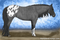 Horse Color:Blue Roan Appaloosa 