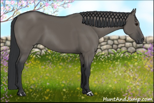 Horse Color:Grullo 