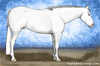 Horse Color:Gray White Spotted Silver Perlino Dun Splash Tobiano Frame Appaloosa Rabicano