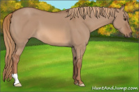 Horse Color:Liver Red Dun 