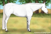 Horse Color:Palomino Dun Near Fewspot