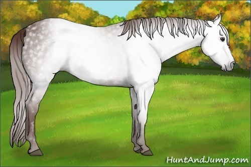 Horse Color:Unknown 