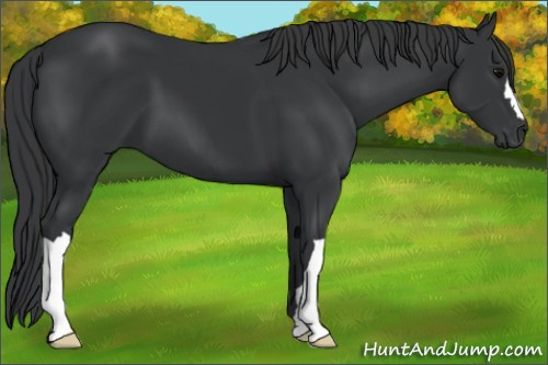 Horse Color: Black 