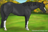 Horse Color:Black 