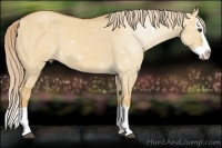 Horse Color:Palomino Roan Dun Splash
