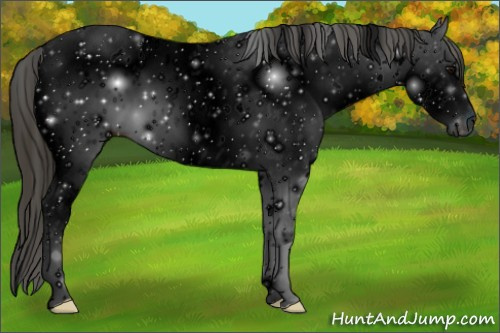 Horse Color: ERROR: UNKNOWN ANOMALY