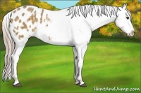 Horse Color:Chocolate Palomino Dun Appaloosa 