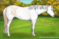 Horse Color:White Spotted Amber Champagne Dun Splash Appaloosa 