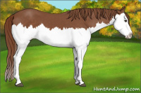 Horse Color:Chestnut Splash 