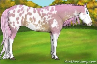 Horse Color:Watercolor Bay Sabino Splash Appaloosa 
