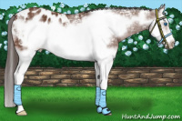 Horse Color:Bay Ice Splash Frame Appaloosa 