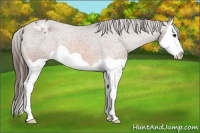 Horse Color:Bay Splash Appaloosa