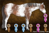 Horse Color:White Spotted Bay 