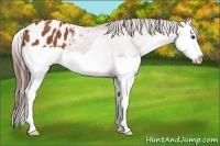 Horse Color:Bay Splash Appaloosa 