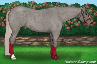 Horse Color:Silver Blue Roan 