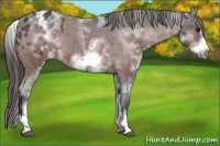 Horse Color:White Spotted Bay Frame Appaloosa 