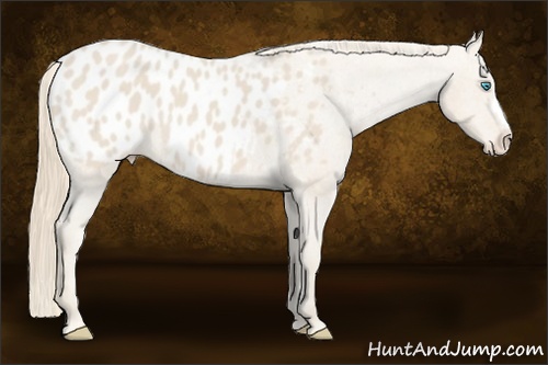 Horse Color: Smoky Creme Blanket 