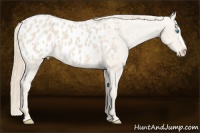 Horse Color:Smoky Creme Appaloosa 