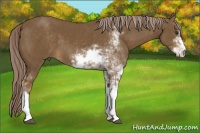 Horse Color:Chocolate Palomino Sabino 
