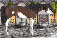 Horse Color:Bay Roan Splash Frame