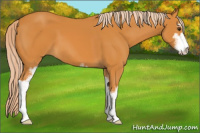 Horse Color:Chocolate Palomino Sabino 