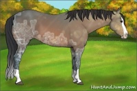 Horse Color:Bay Ice Splash 