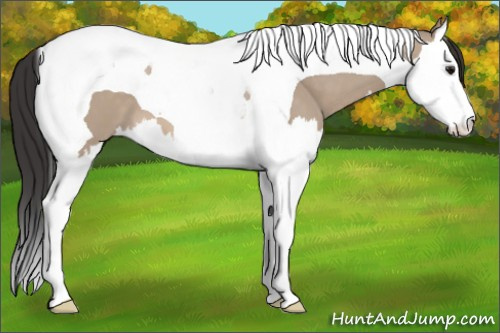 Horse Color: Brown Dun Splash Tobiano 