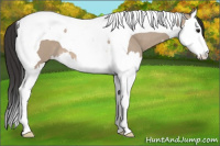 Horse Color:Brown Dun Splash Tobiano 