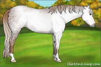 Horse Color:Gray Chestnut Ice