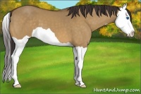 Horse Color:Buckskin Dun Splash 