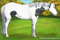 Horse Color:Black Ice Splash Tobiano Varnish 