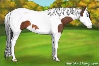 Horse Color:Bay Splash Tobiano 