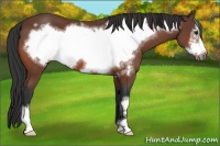 Horse Color:Bay Frame