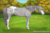 Horse Color:Grullo Sabino Appaloosa 