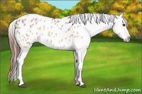 Horse Color:White Spotted Brown Dun Appaloosa Rabicano 