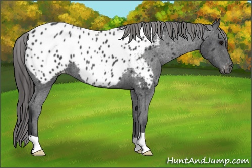 Horse Color: Black Near Leopard 