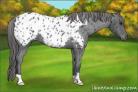 Horse Color:Black Near Leopard 