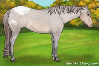 Horse Color:Brown Dun Snowcap Rabicano 