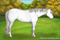 Horse Color:Gray Bay Appaloosa Rabicano