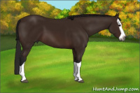 Horse Color:Gray Bay Splash 