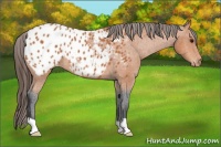 Horse Color:Bay Appaloosa 