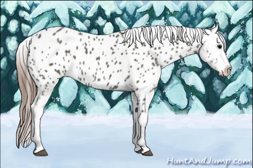 Horse Color: Grullo Near Leopard Rabicano 