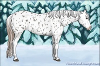 Horse Color:Grullo Near Leopard Rabicano 
