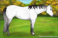 Horse Color:Gray Bay Near Fewspot 