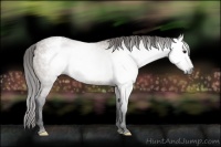 Horse Color:Gray Brown Dun Snowcap Rabicano 