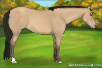 Horse Color:Gray Amber Cream Champagne Dun 