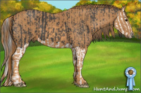 Horse Color:Black Splash  Brindle
