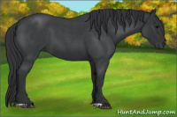 Horse Color:Blue Roan 
