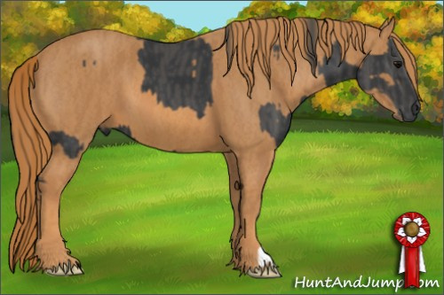 Horse Color: Black  Brindle